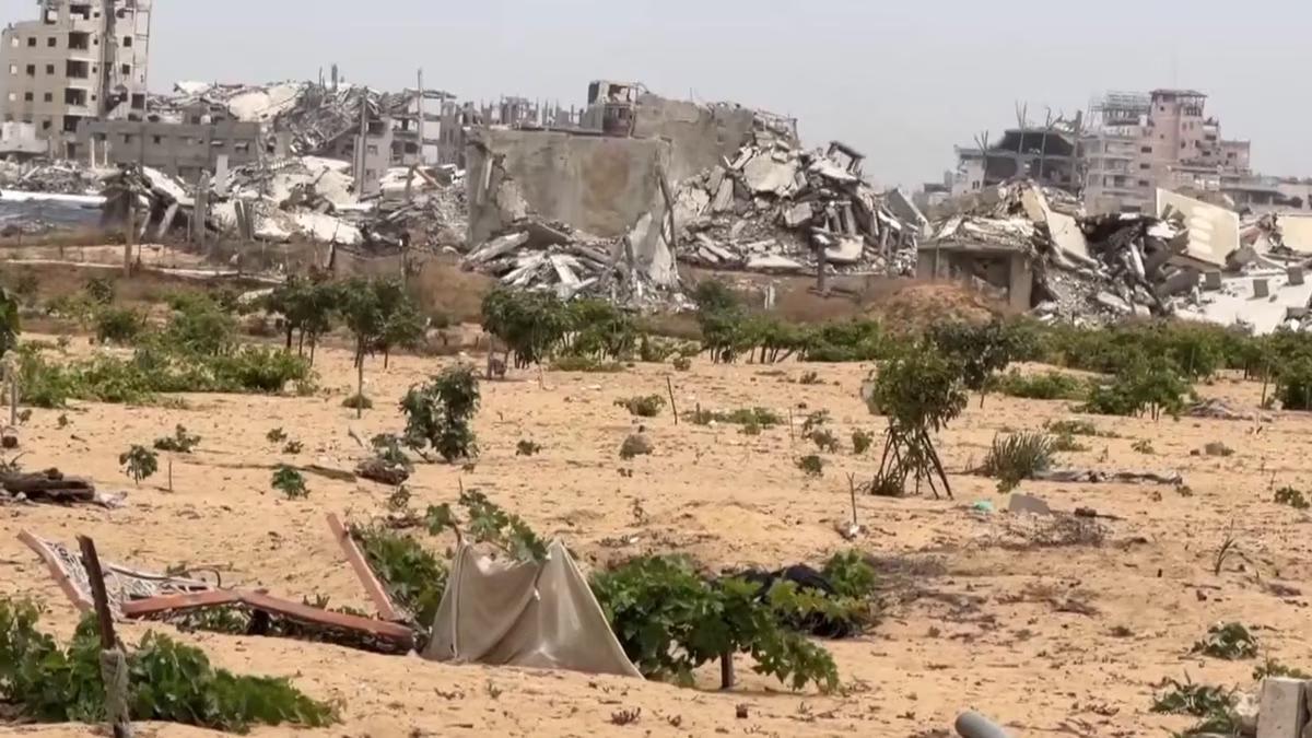 Israeli Offensives Kill Gaza’s Wildlife And Destroy 4 Million Trees