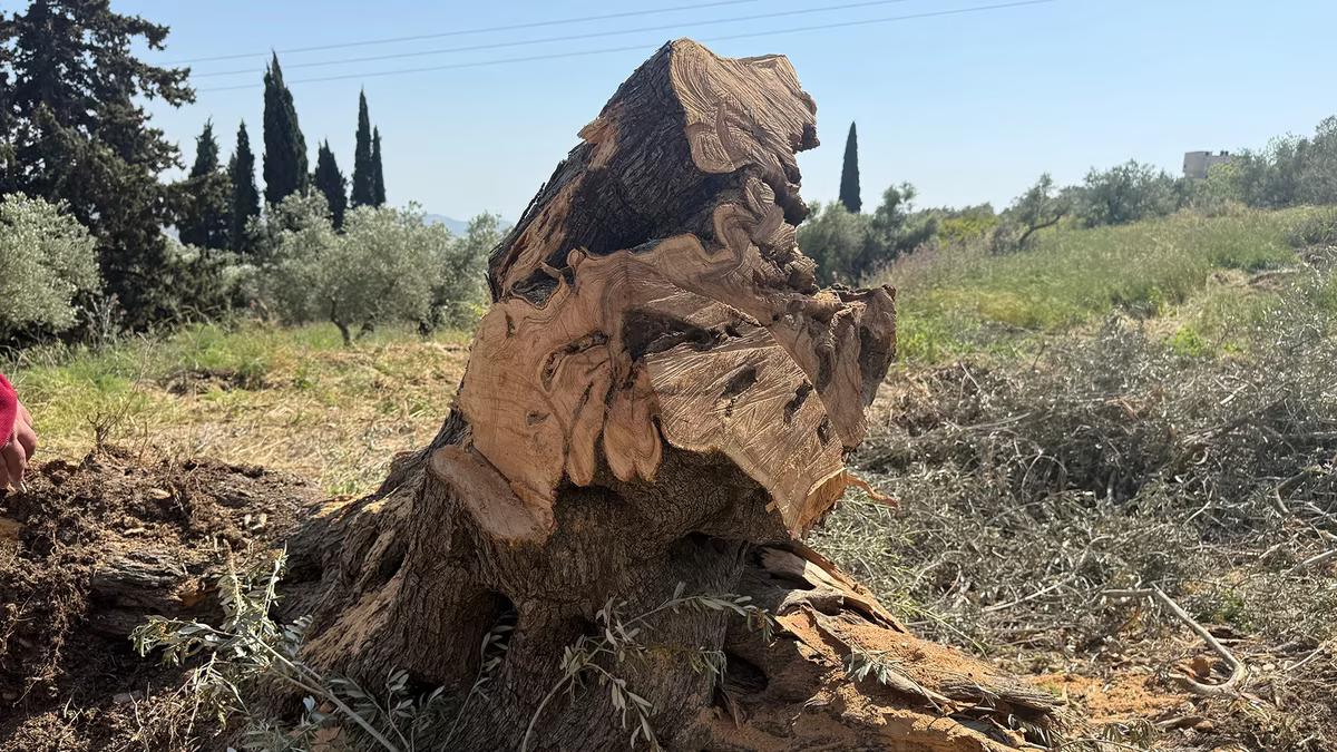 Colonists set fire to olive trees in Burqa east of Ramallah
