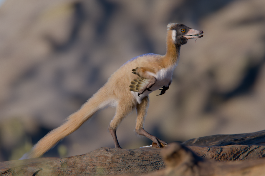 Tiny, long-armed dinosaur leads to rethink of dinosaur miniaturization