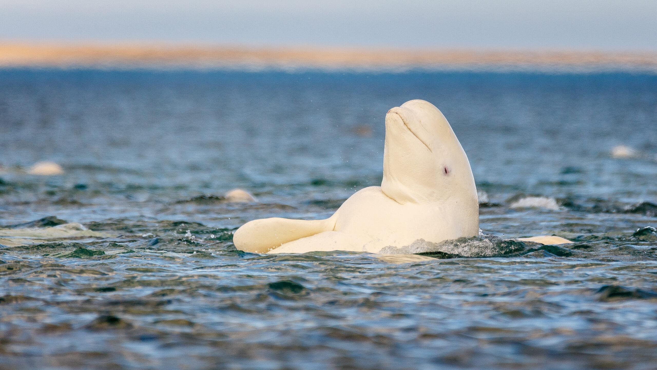 Image from Ars Technica
