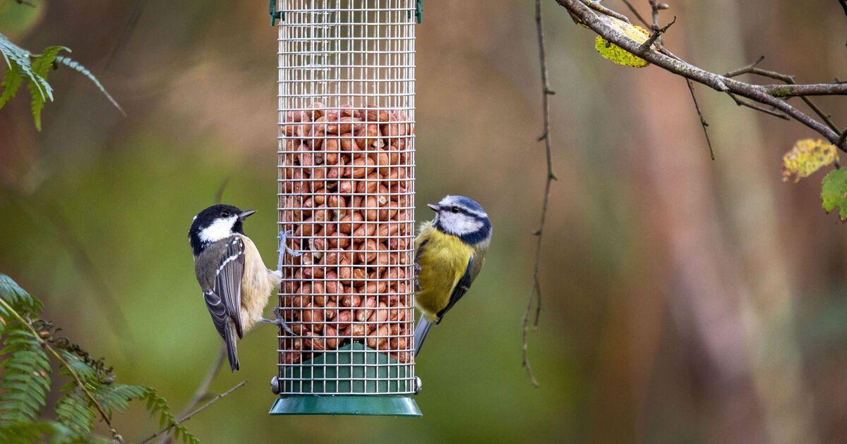 Image from Daily Express