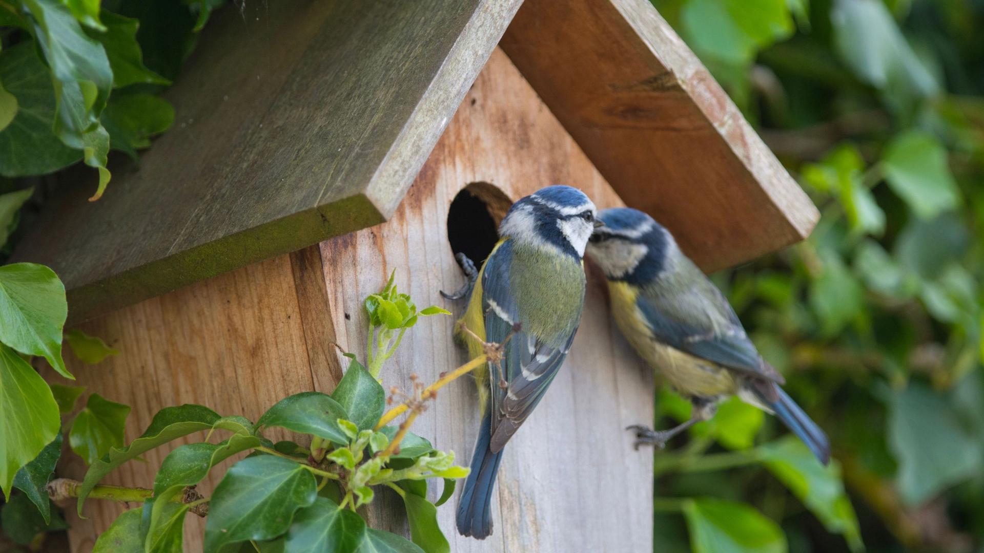 Image from Ideal Home