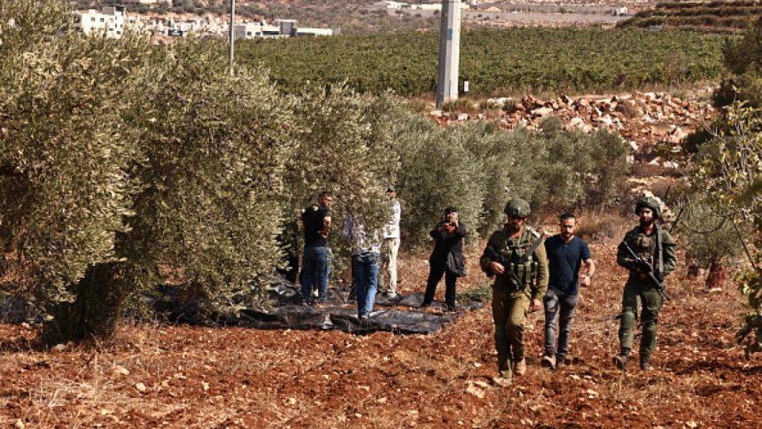 Israel Settlers Uproot 400 Olive Trees in Turmus Ayya, Displacing Palestinian Farmers