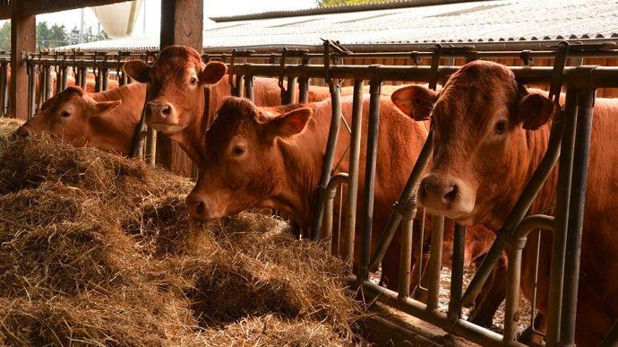 China Lifts Foot-And-Mouth Import Restrictions on Brazilian Livestock Products