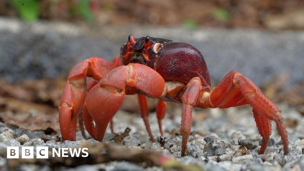Residents Use Garden Tools to Protect Tens of Millions of Migrating Red Crabs on Christmas Island