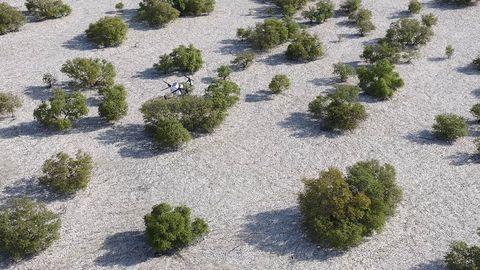 Could drones help restore entire ecosystems?
