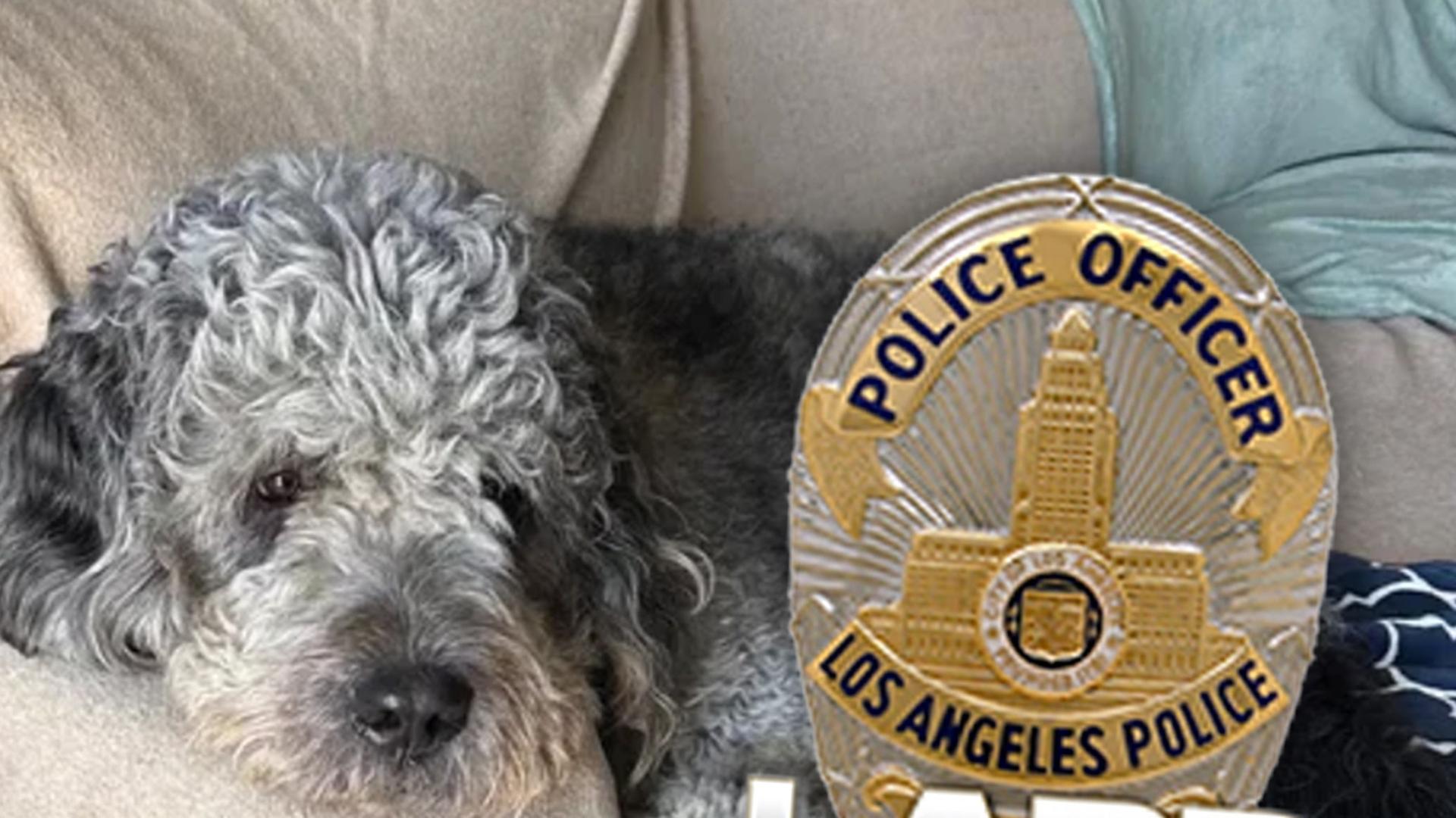 Los Angeles Officer Kills Dog Jameson During Canoga Park Welfare Check, Owner Sues LAPD