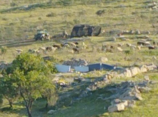 Israeli Forces And Colonists Attack Palestinians, Detain Dozens In Masafer Yatta