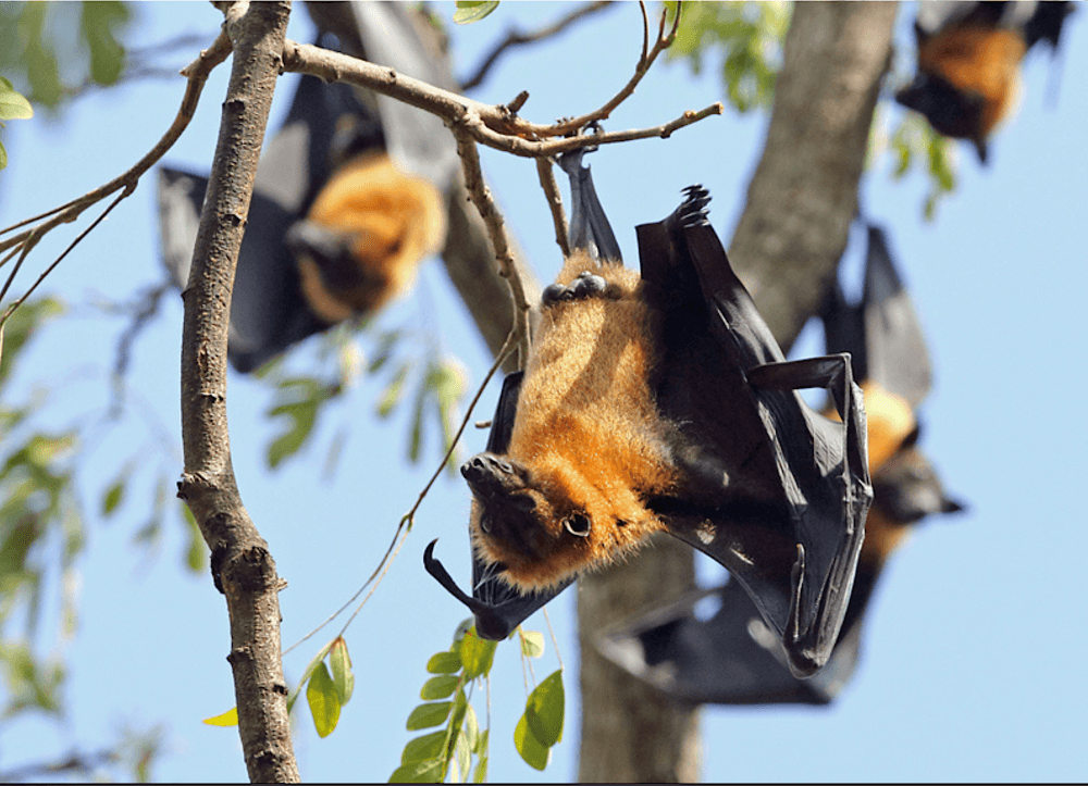 Image from Cambodianess
