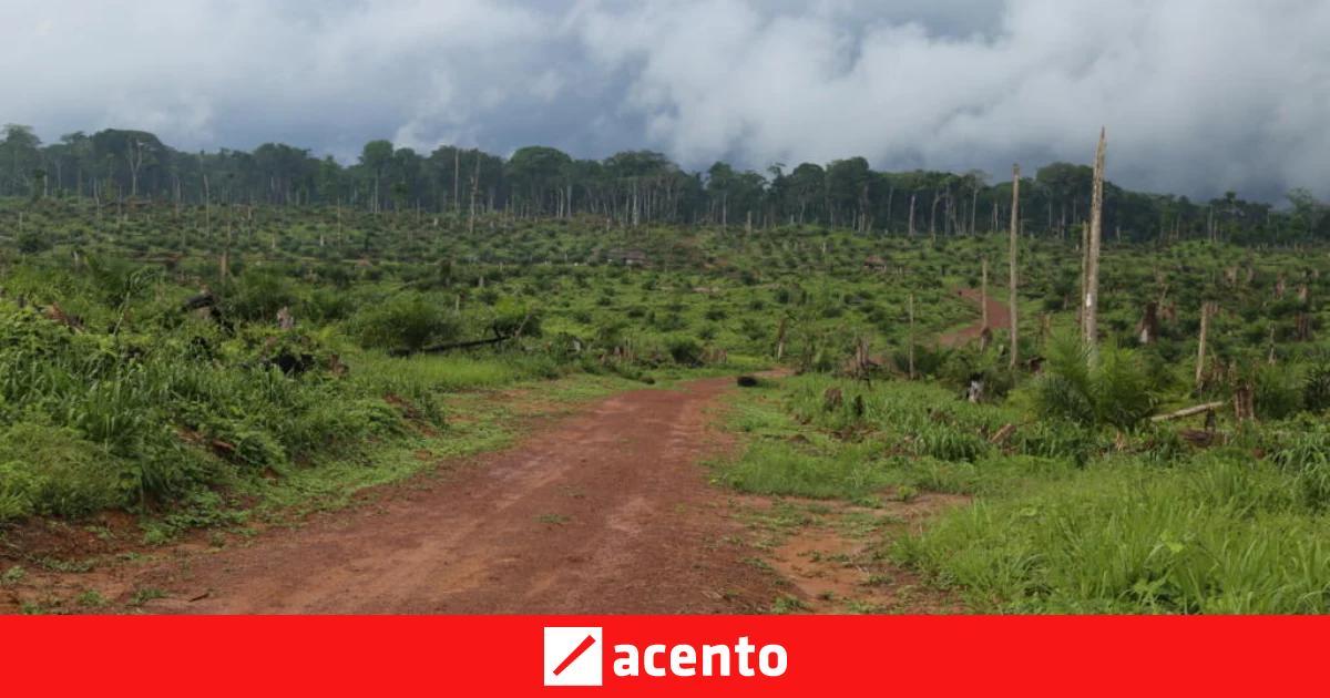 Image from Acento