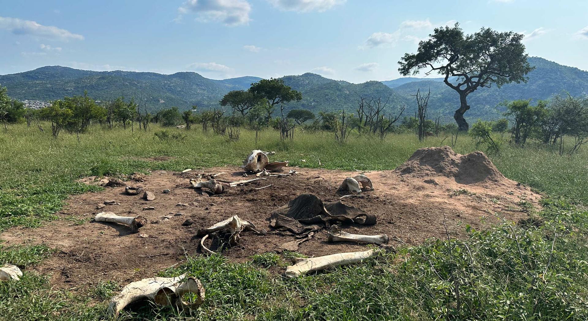 Federico Veronesi Wins 2026 Wildlife Photographer Of The Year With "The Aftermath"