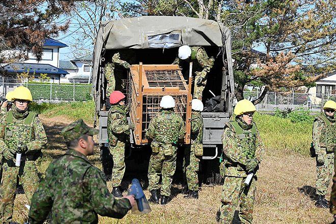 Japan Deploys Military to Hunt Bears After Deadly Surge in Attacks Killing 13