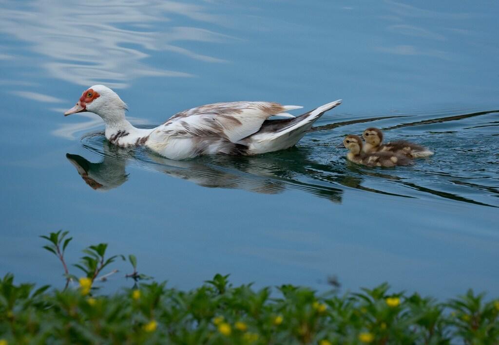 Image from Houston Chronicle