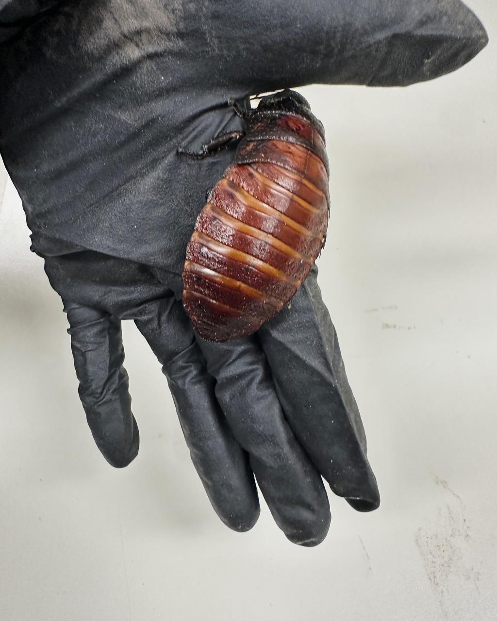 Australian Cockroach Kingpin Caught With 100,000 Illegal Insects In Record Bug Bust
