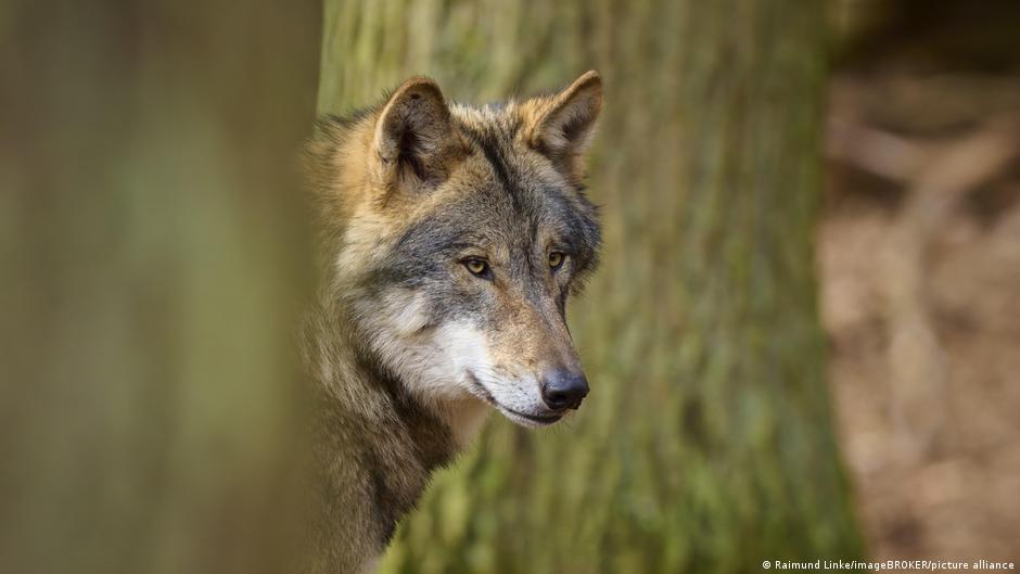 Image from DW