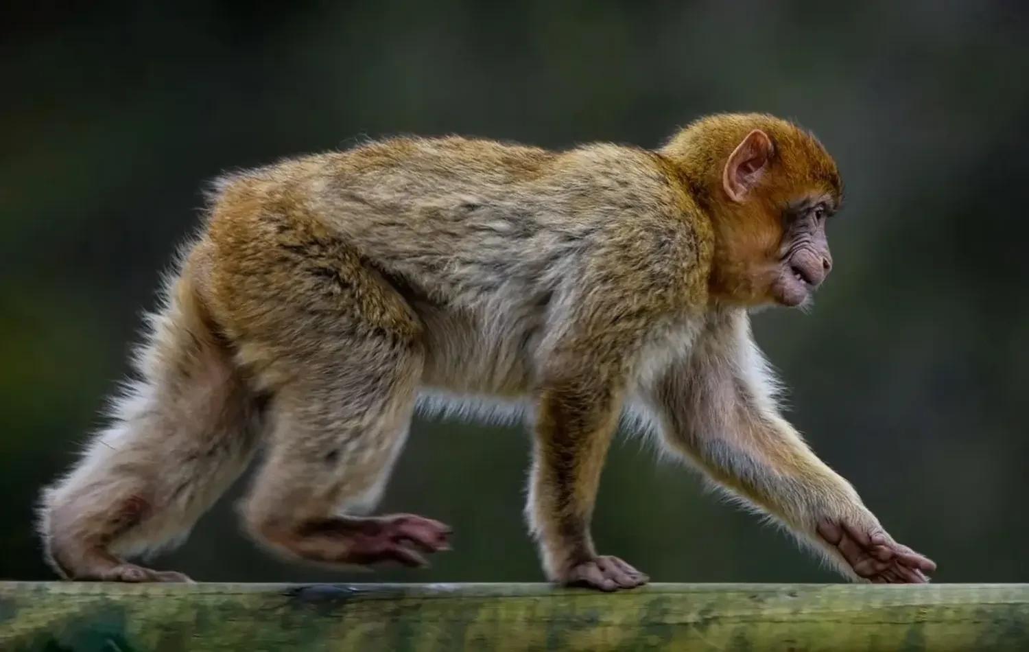 Mississippi Mother Shoots Escaped Research Monkey After Truck Crash Releases Primates
