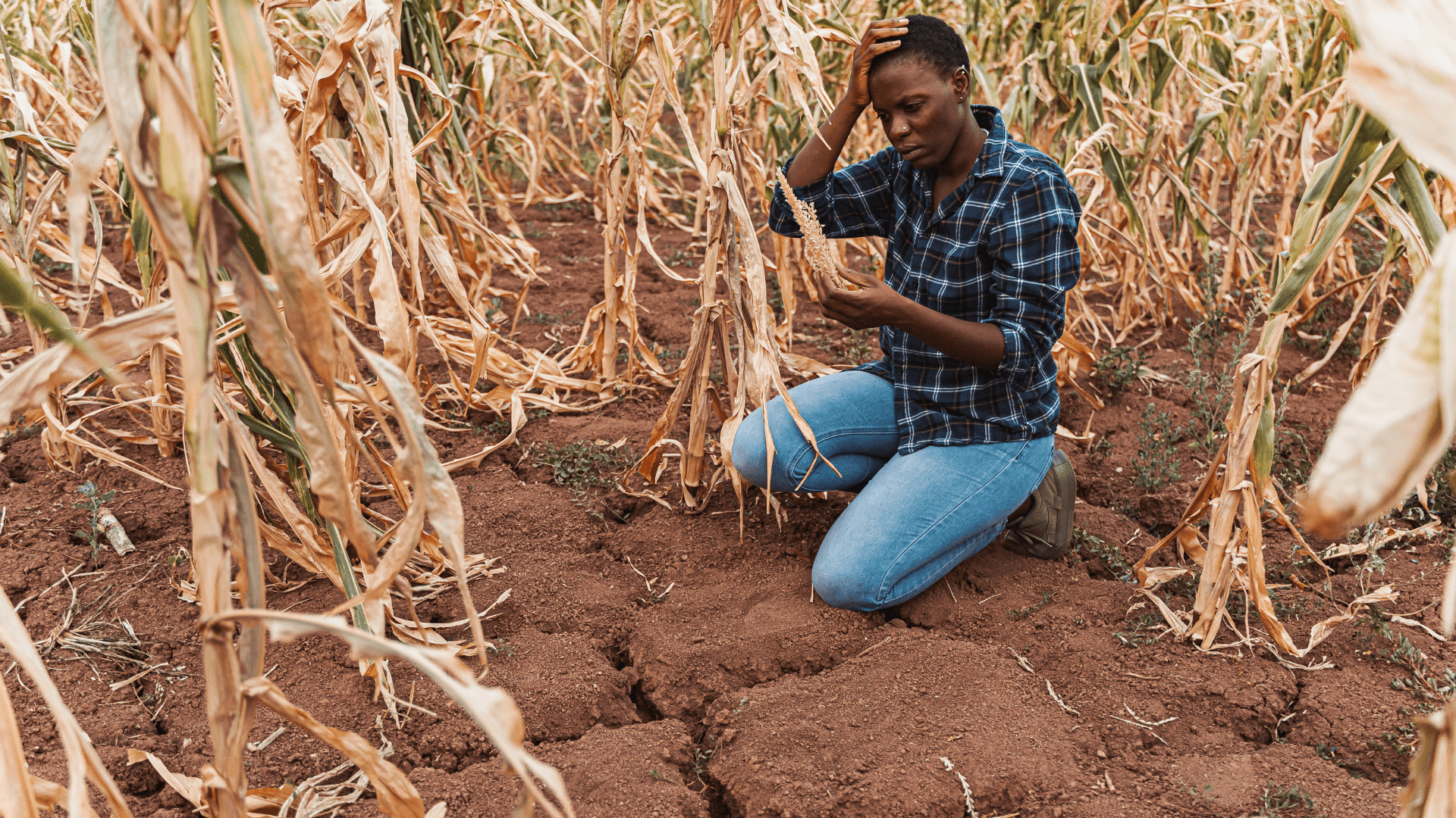 FAO And WMO Warn Extreme Heat Is Pushing Global Food Systems Toward Failure