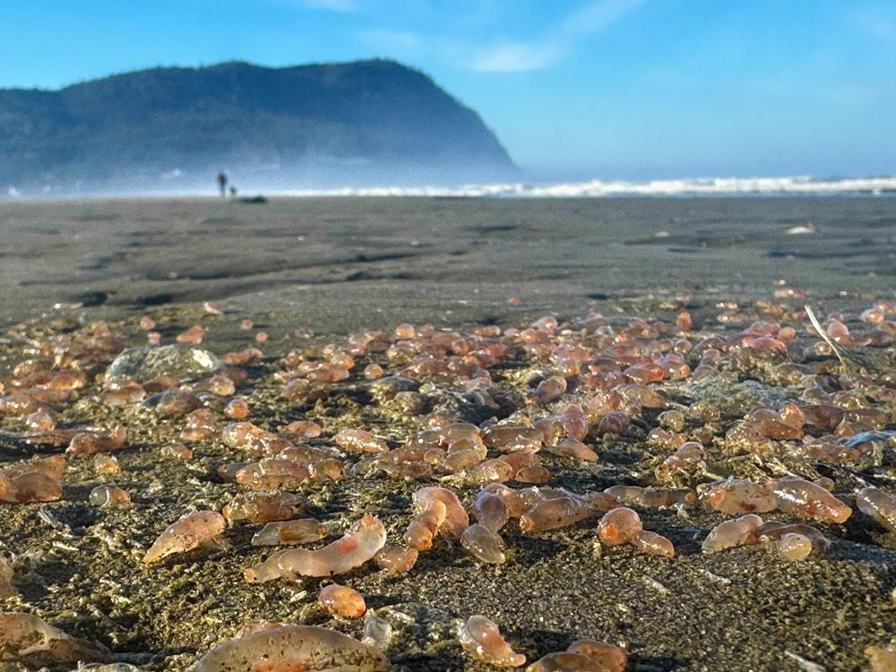 Image from Oregon Coast Beach Connection