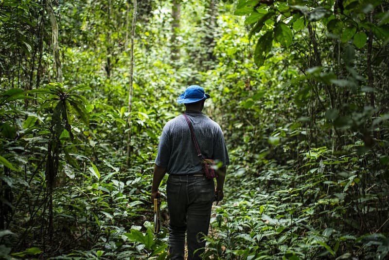 COP30 rainforest fund unlikely to make first payments until 2028
