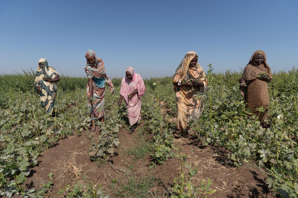 Sudan farmers face debtors’ jail after failed winter season