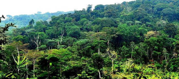 Image from EnviroNews Nigeria