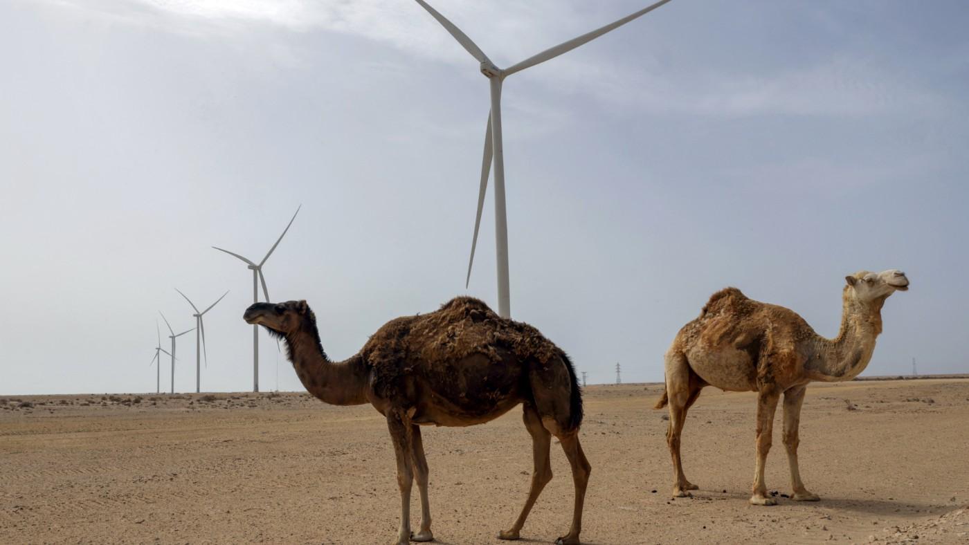 Morocco Silences Green March Anniversary Speech After UN Endorses Occupation of Western Sahara