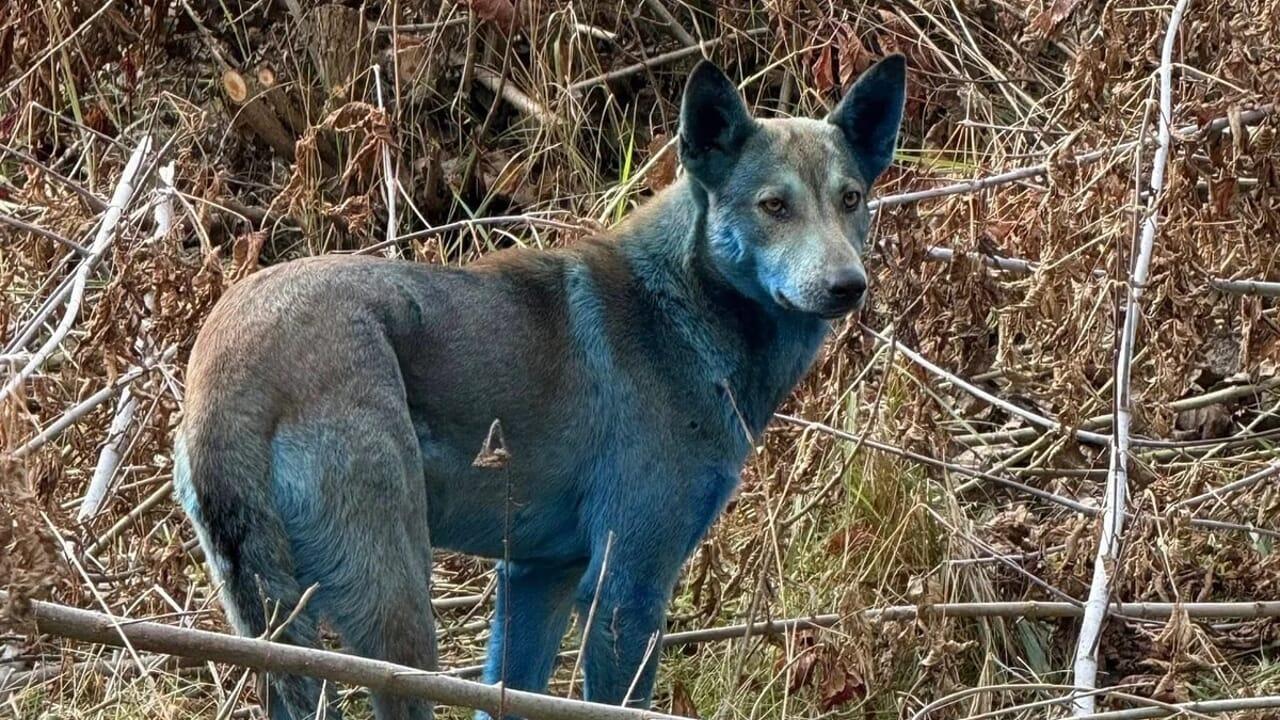 Report: Dogs in Ukraine’s Chernobyl area are dyed blue, explains report.