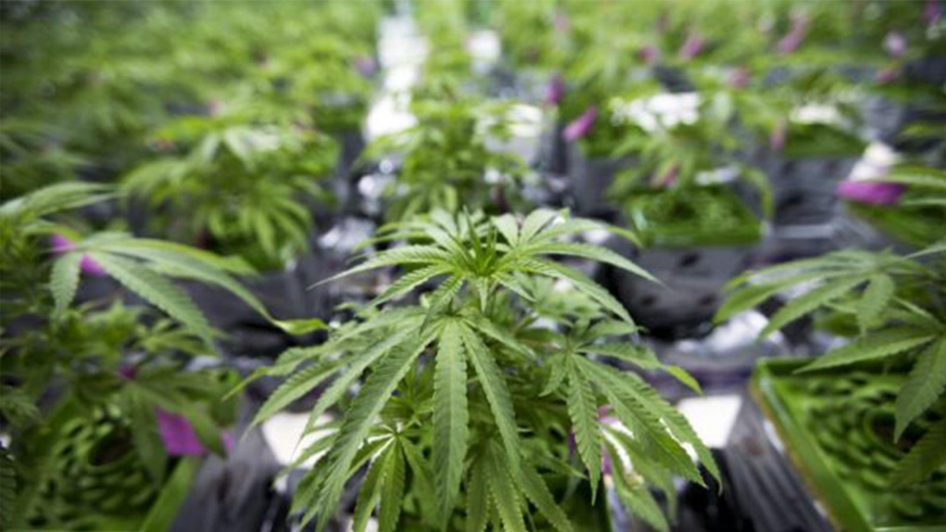 Trump Justice Department Moves State-Licensed Medical Marijuana From Schedule I to Schedule III
