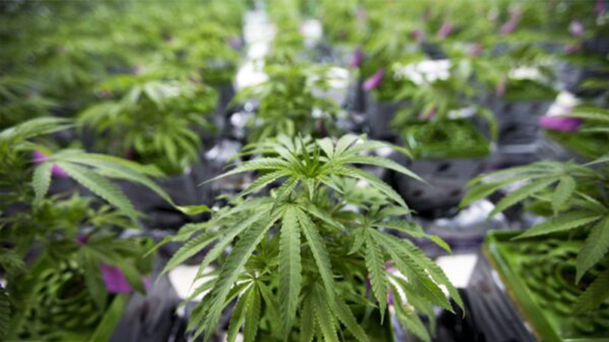 Trump Justice Department Moves State-Licensed Medical Marijuana From Schedule I to Schedule III