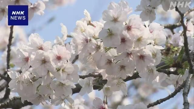 Tokyo's Aging Cherry Trees Collapse as Blossom Season Reaches Full Bloom