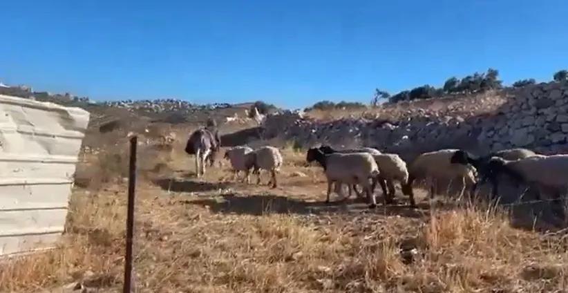 Image from شبكة يافا الإخبارية