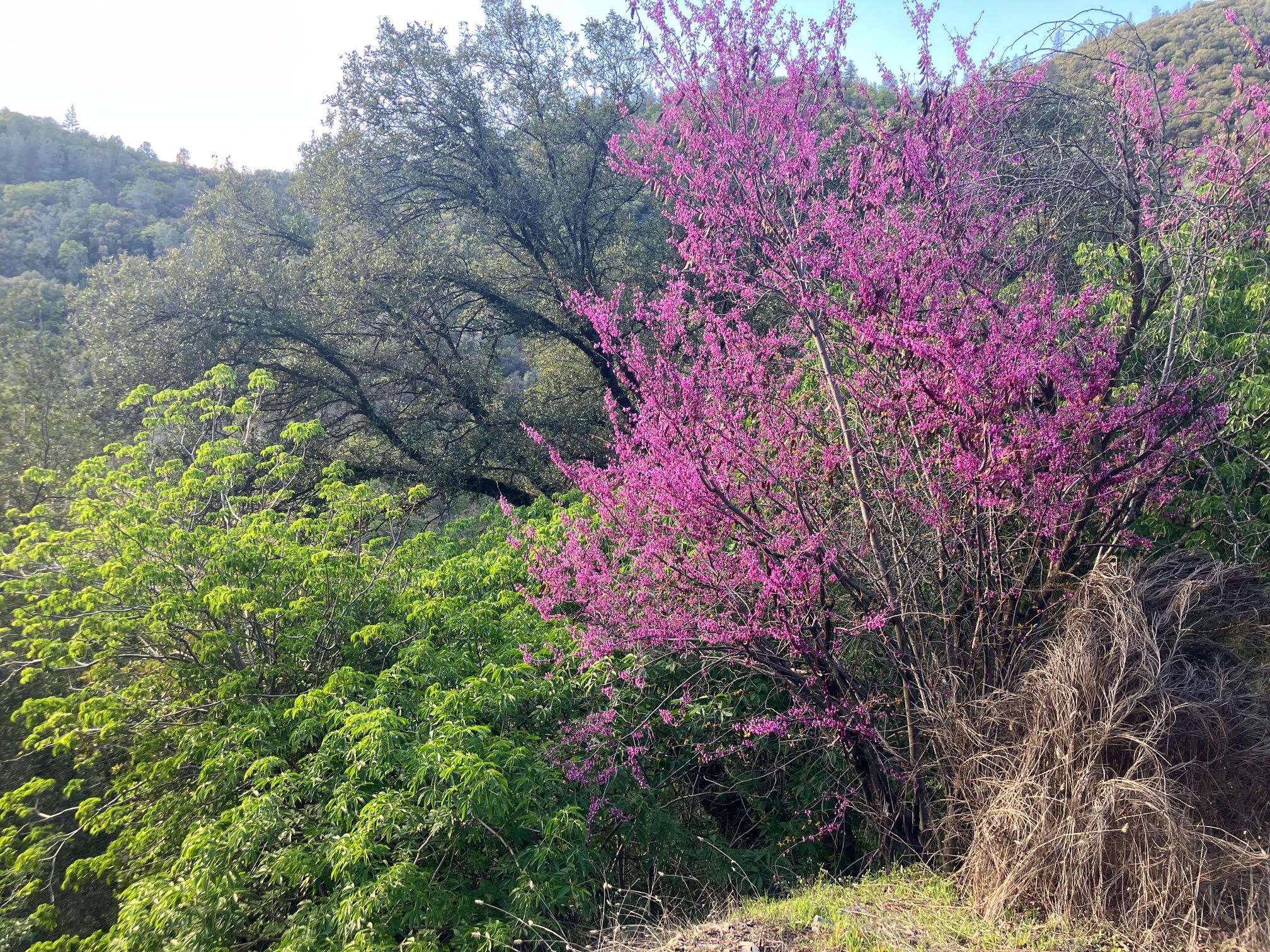 Floodwaters Swamp Northern California as Wildfire Burn Scars Trigger Debris Flows