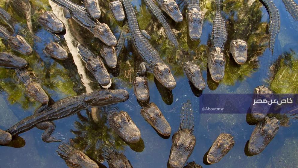 Israel Reclassifies Nile Crocodiles for Security, Plans Crocodile Moats at Ketziot Prison