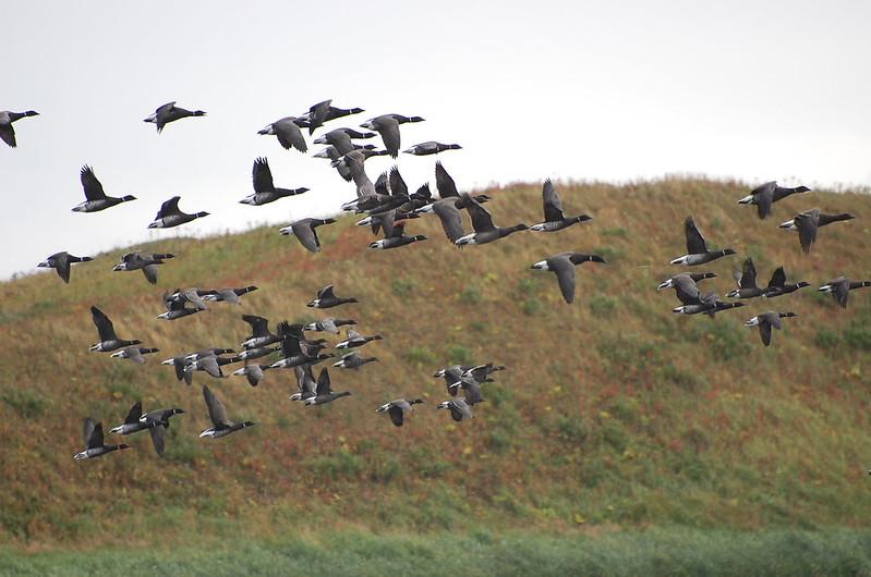 Image from Alaska Sporting Journal
