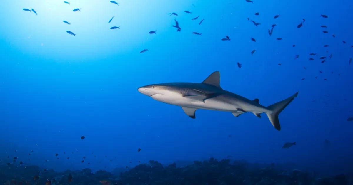 Image from La Prensa Gráfica