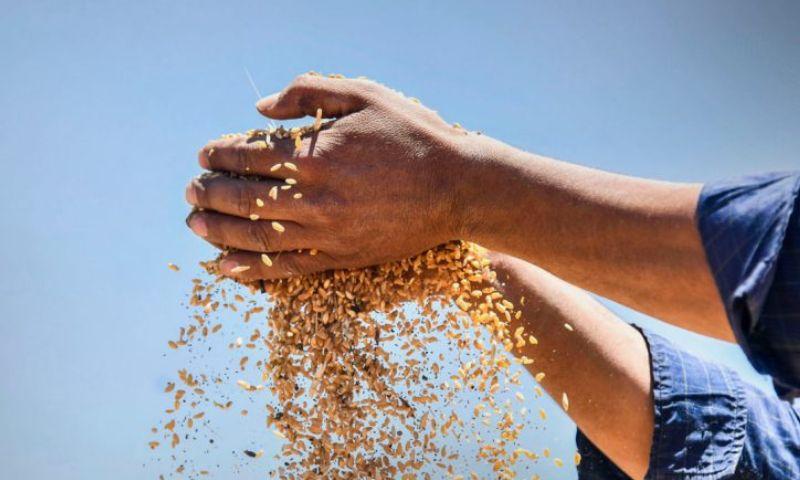 Syria Exceeds 3 Million Tons Wheat Production in 2026 After Drought Recovery