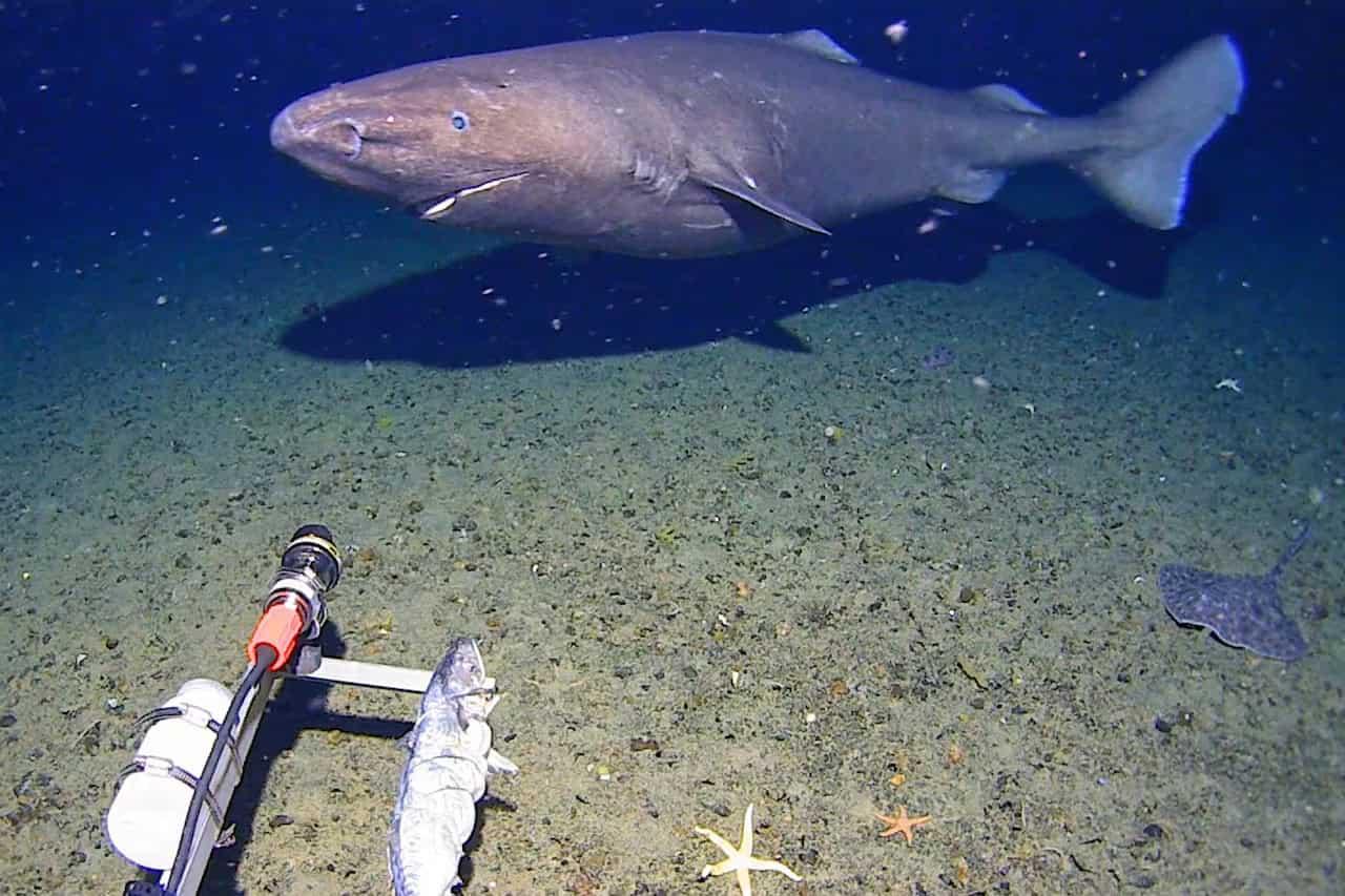 Researchers Film First-Ever Sleeper Shark in Antarctic Waters