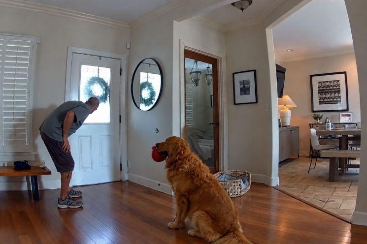 San Diego Burglar Arrested After Golden Retriever Nash Brings Toys During Break-In
