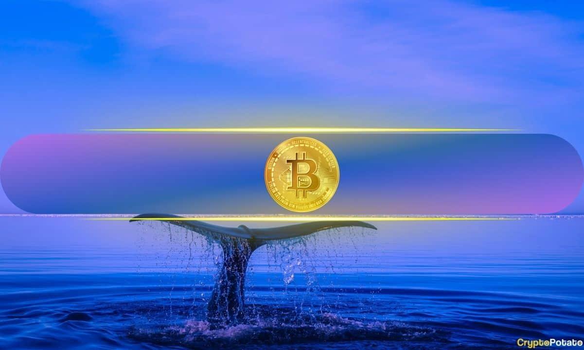 Image from CryptoPotato