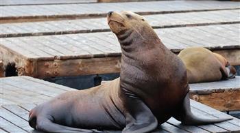 Australian Officials Ask Fans to Respect Privacy of Neil the 1,000 kg Elephant Seal