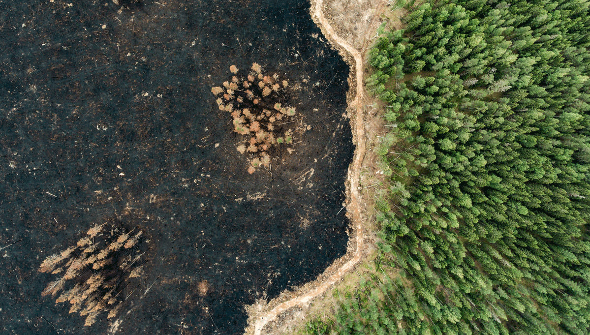 Nature4Climate Submits Deforestation Roadmap Recommendations to Brazil’s COP30 Presidency Before Deadline