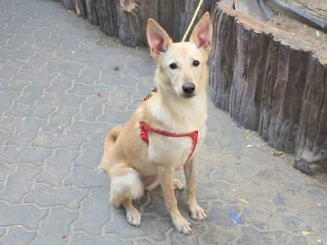 Image from The Express Tribune