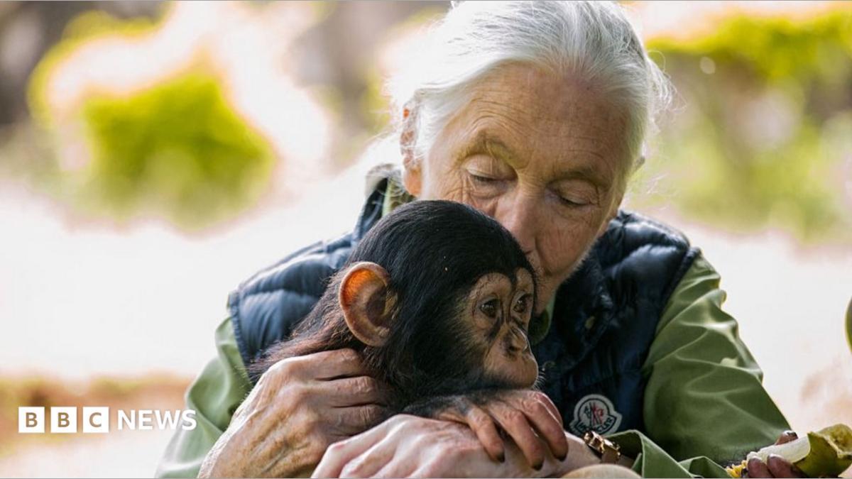 Leonardo DiCaprio Honors Jane Goodall as Hero Following Her Death at 91