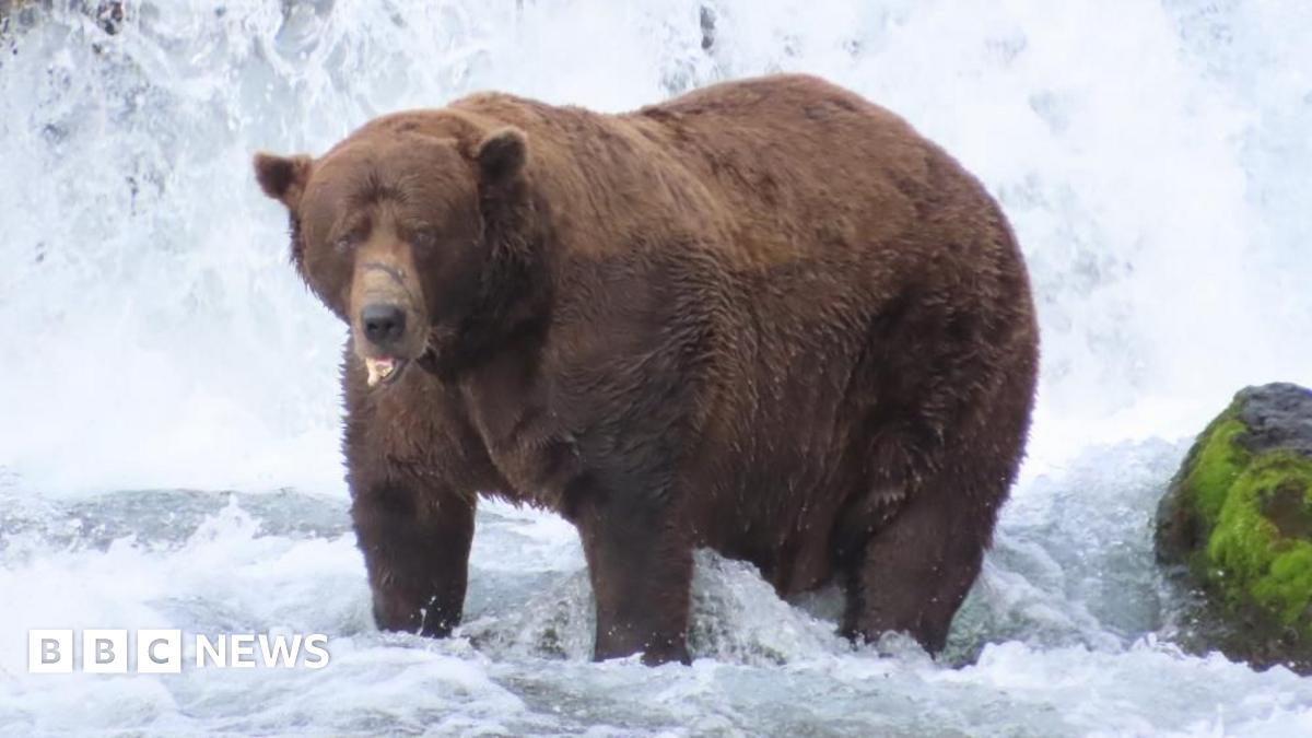 Chunk the Brown Bear Wins Fat Bear Week Despite Broken Jaw