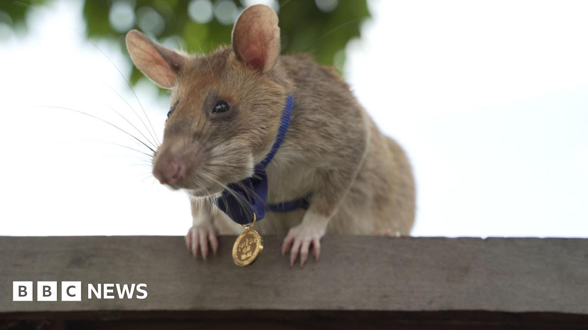 Cambodia Unveils World's First Statue Honoring Mine-Detecting Rat Magawa