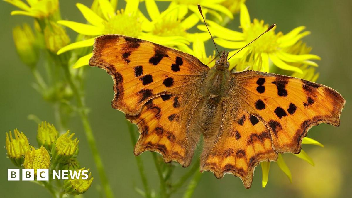 U.K. Monitoring Finds 33 Native Butterfly Species Declined as Warming Drives Northward Shifts