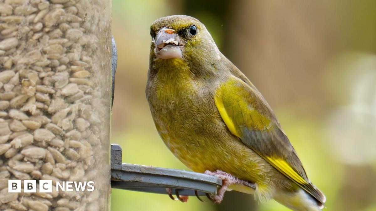 Image from BBC