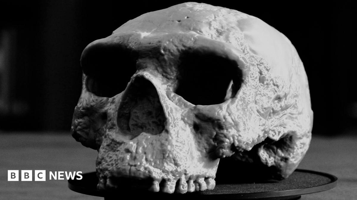Scientists Reclassify Million-Year-Old Skull, Challenging Human Evolution Timeline