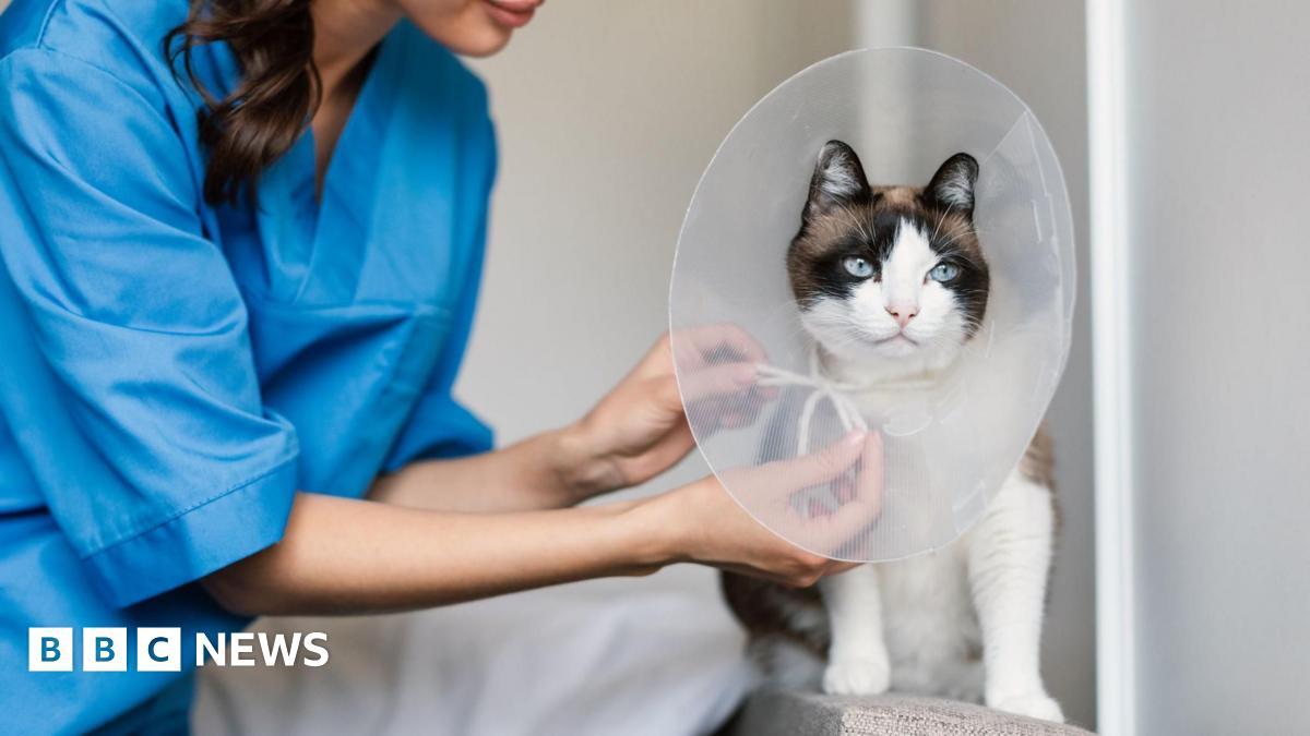 UK Competition Watchdog Demands Vets Publish Prices and Cap Prescription Costs to End Overcharging