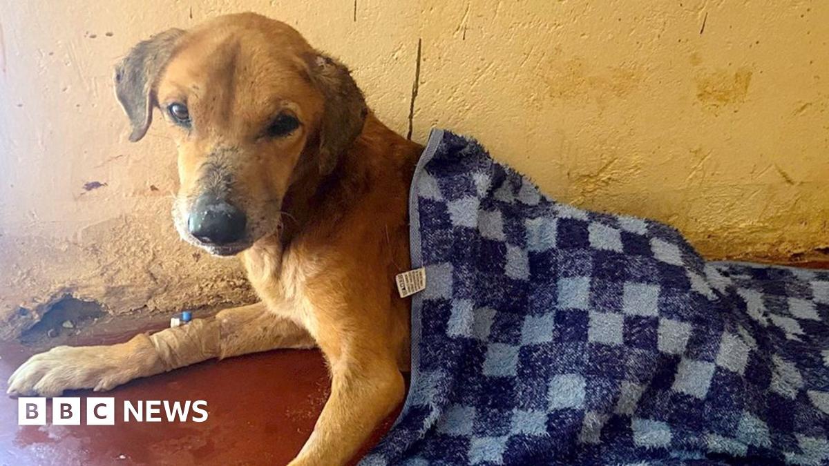 Uganda Police Arrest Owen Godfrey Membe Over Sham Dog Shelters Scam